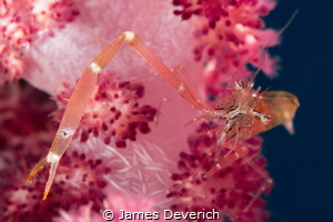 Not left handed / Cleaner Shrimp on soft coral. by James Deverich 